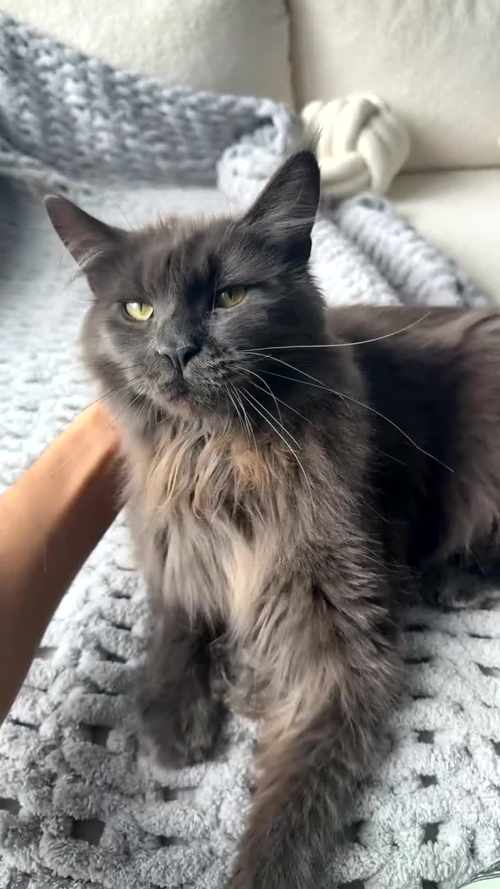 Maine Coon cats for sale: Maine Coon - Video 1