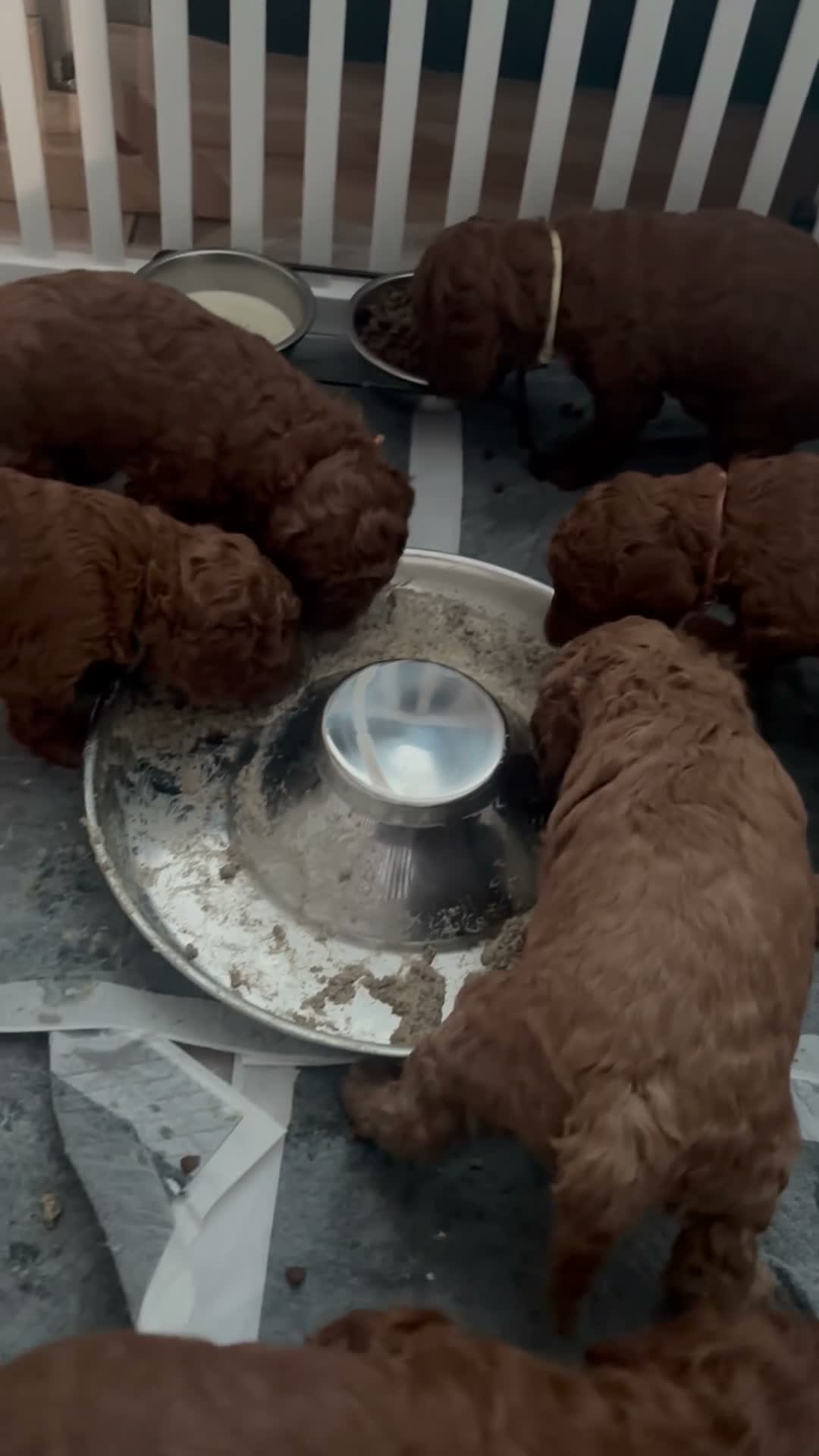 Cavapoo dogs for sale: F1b Cavapoo - Video 1