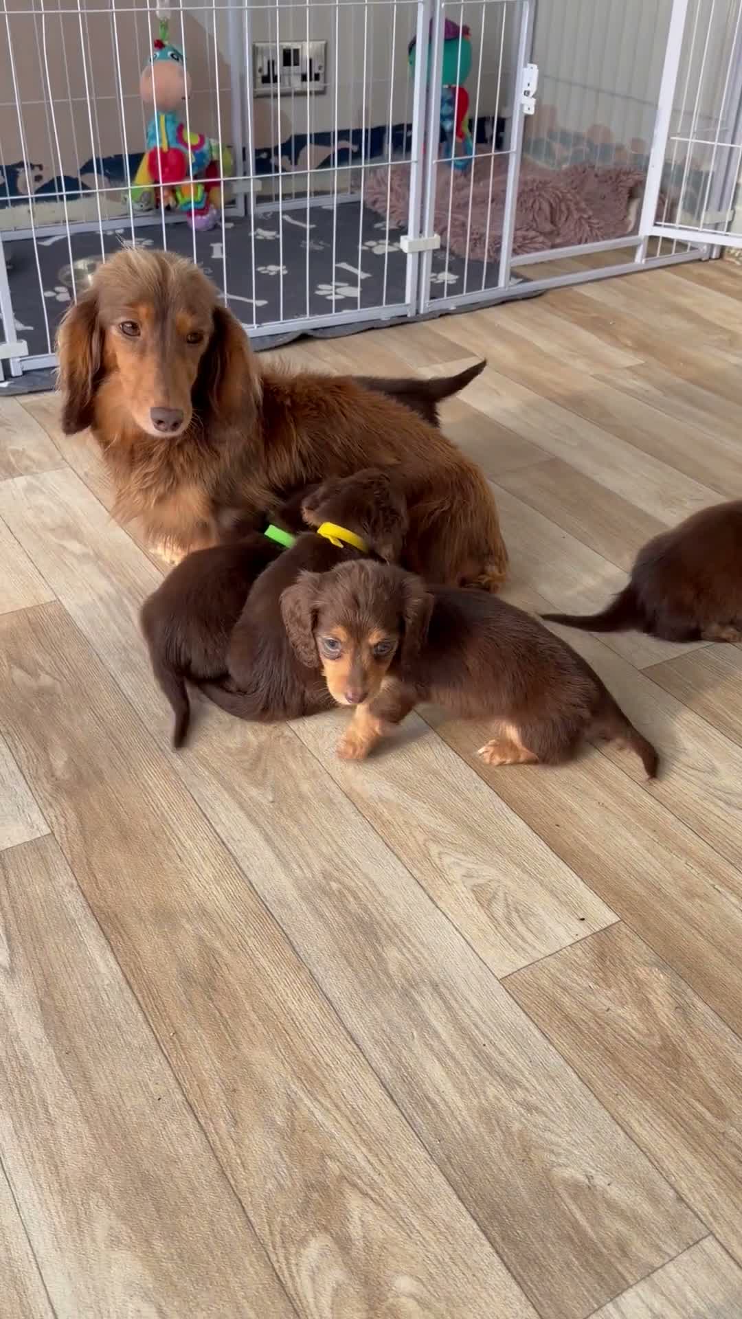 Miniature Dachshund dogs for sale: Kc Kaninchen dachshund weeny weeny  - Video 1