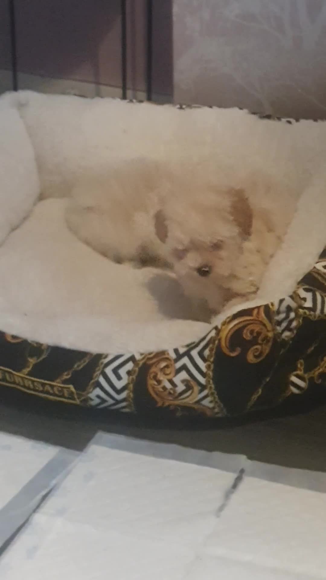 Maltipoo dogs for sale: ❤️MALTIPOO PUPPIES❤️ONLY GIRL LEFT❤️ - Video 4