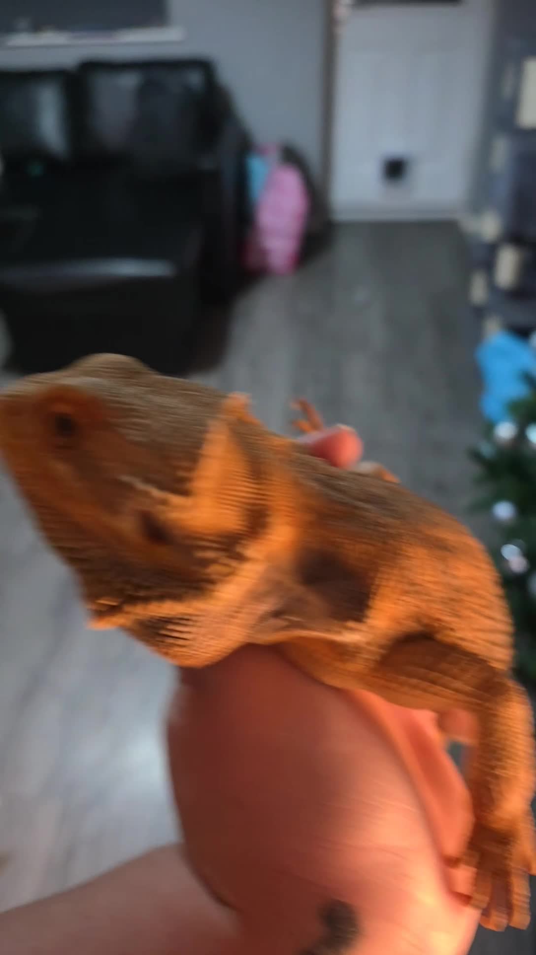 Bearded Dragon reptiles for sale: Bearded Dragon with Viv & Accessories  - Video 1