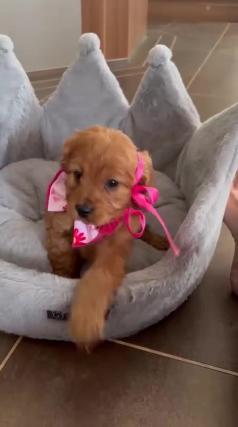 Cavapoo dogs for sale: Fl cavapoos in Evesham - Video 3