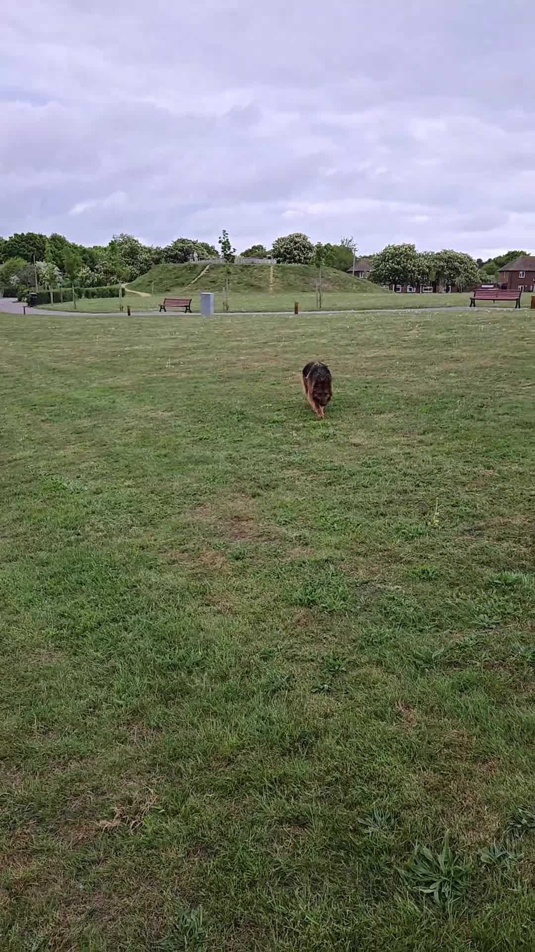 German Shepherd dogs for sale: Top quality GSD Female for sale - Video 1