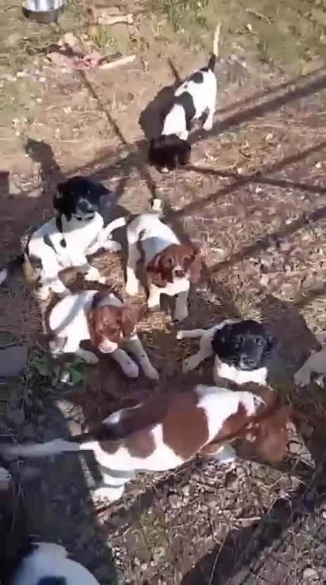 English Springer Spaniel dogs for sale: English Springer Spaniel pups for sale - Video 2