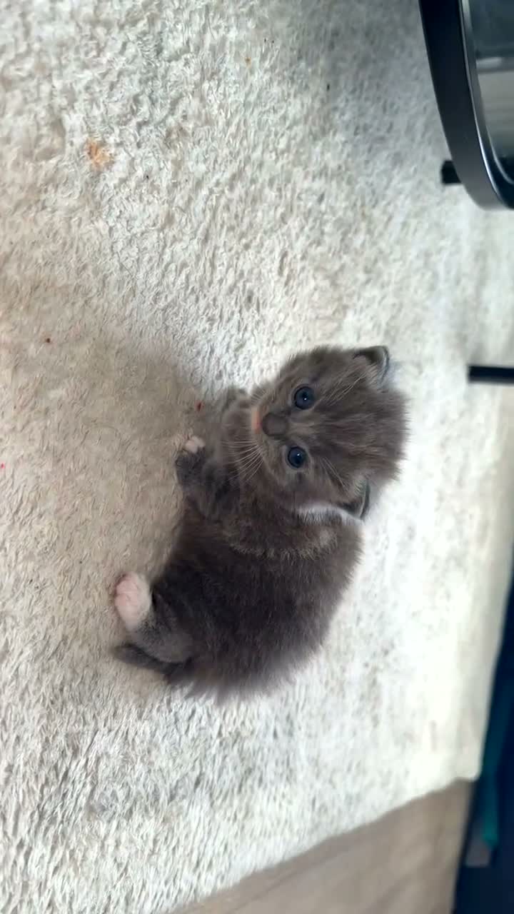 Ragdoll cats for sale: Male gray kitten  - Video 3