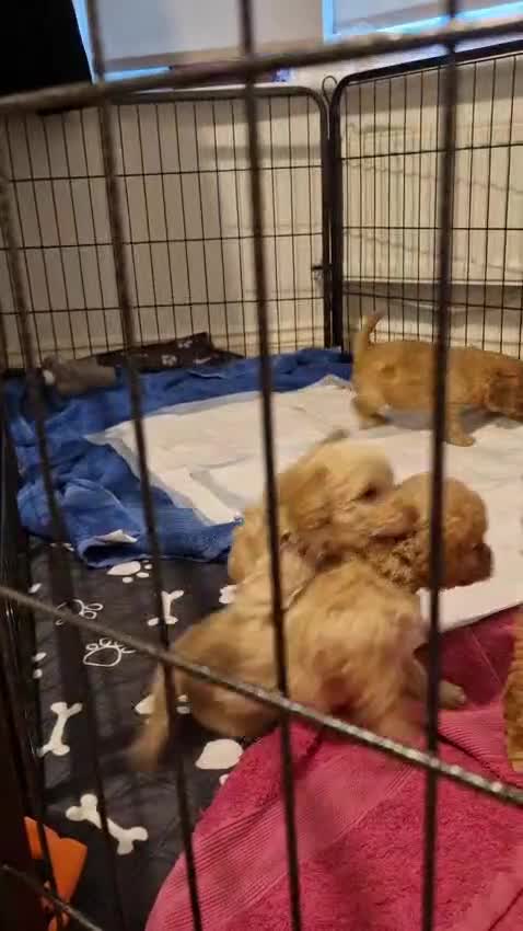 Cavapoo dogs for sale: Cavapoo puppies  - Video 1
