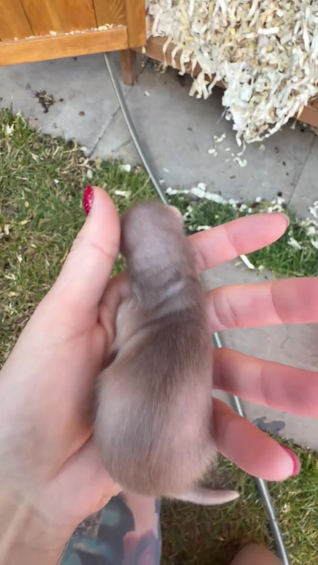 Ferret rodents for sale: Pedigree Full and Semi Angora Kits  - Video 2