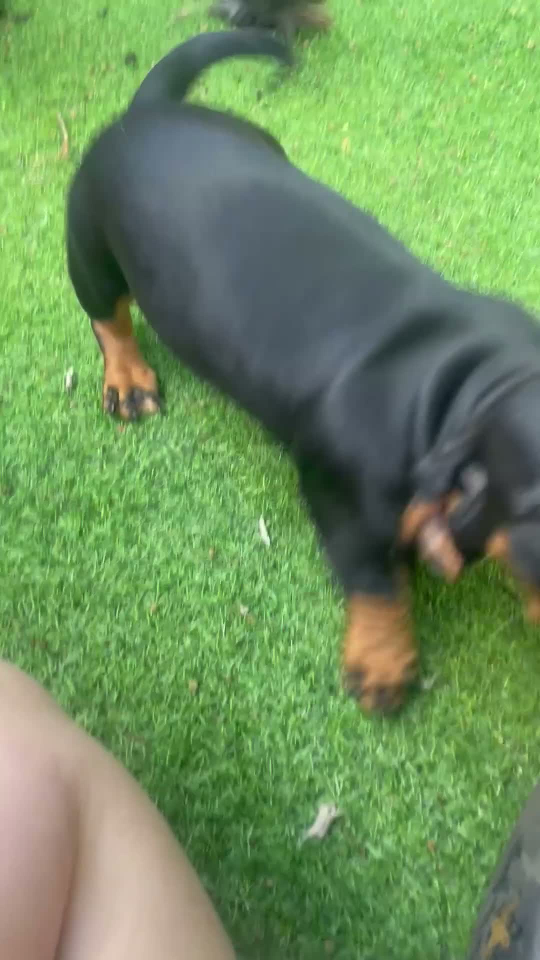 Dachshund dogs for sale: 1 BOY LEFT !!! Dachshund Puppies  - Video 1
