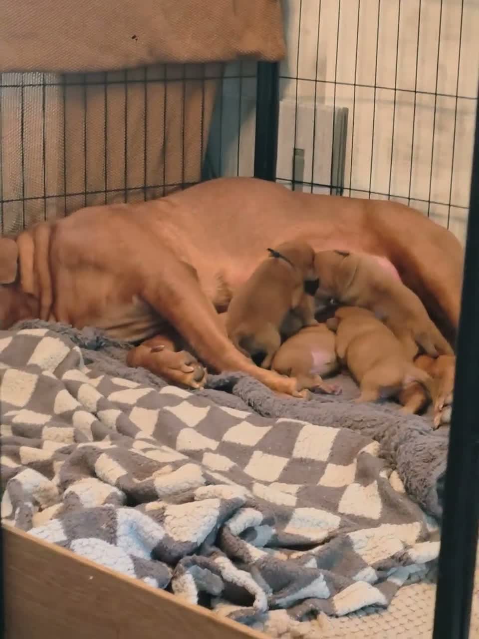 Dogue De Bordeaux dogs for sale: Beautiful chunky litter  - Video 1