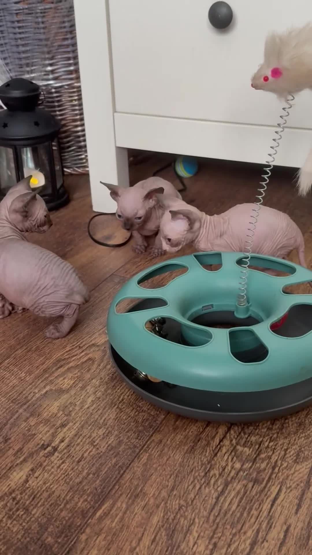 Sphynx cats for sale: Amazing kitten looking for family  - Video 2
