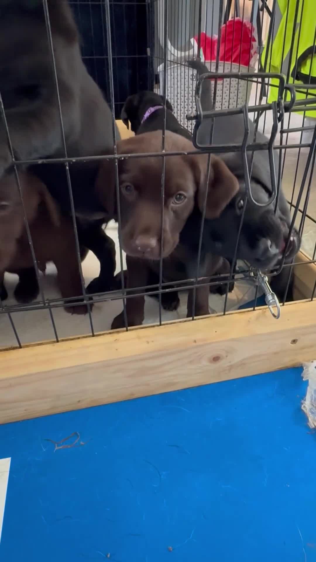 Labrador Retriever dogs for sale: Gorgeous Labrador Puppies – Ready Now 🐾 - Video 2