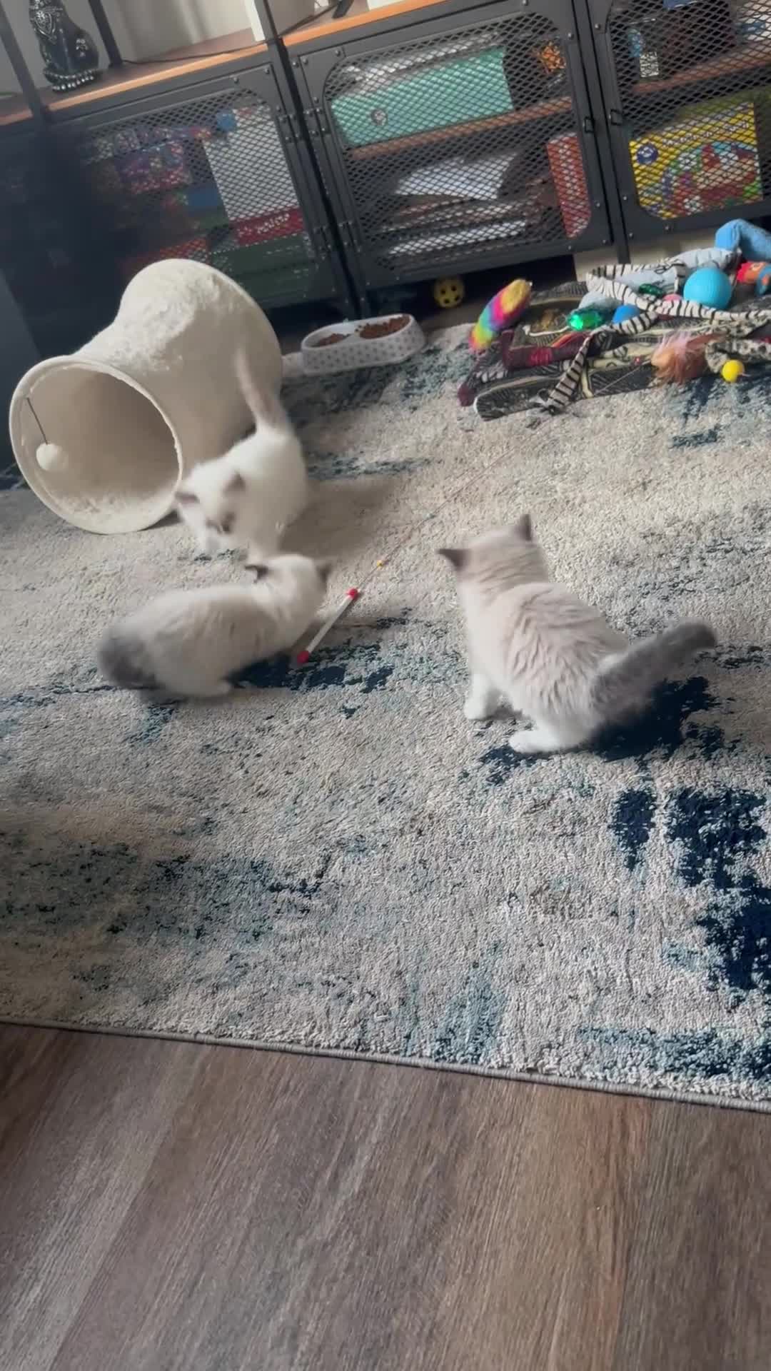 Ragdoll cats for sale: Gorgeous ragdoll kittens  - Video 2