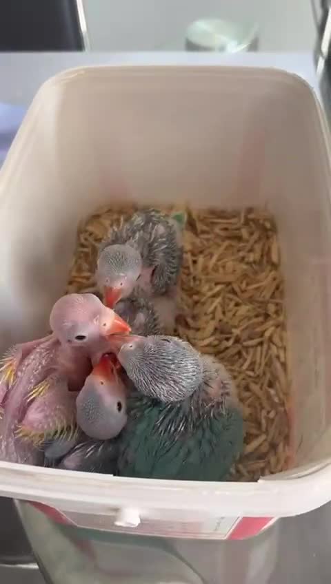 Ringnecks birds for sale: Beautiful Hand-Reared Baby Indian Ringnecks  - Video 2