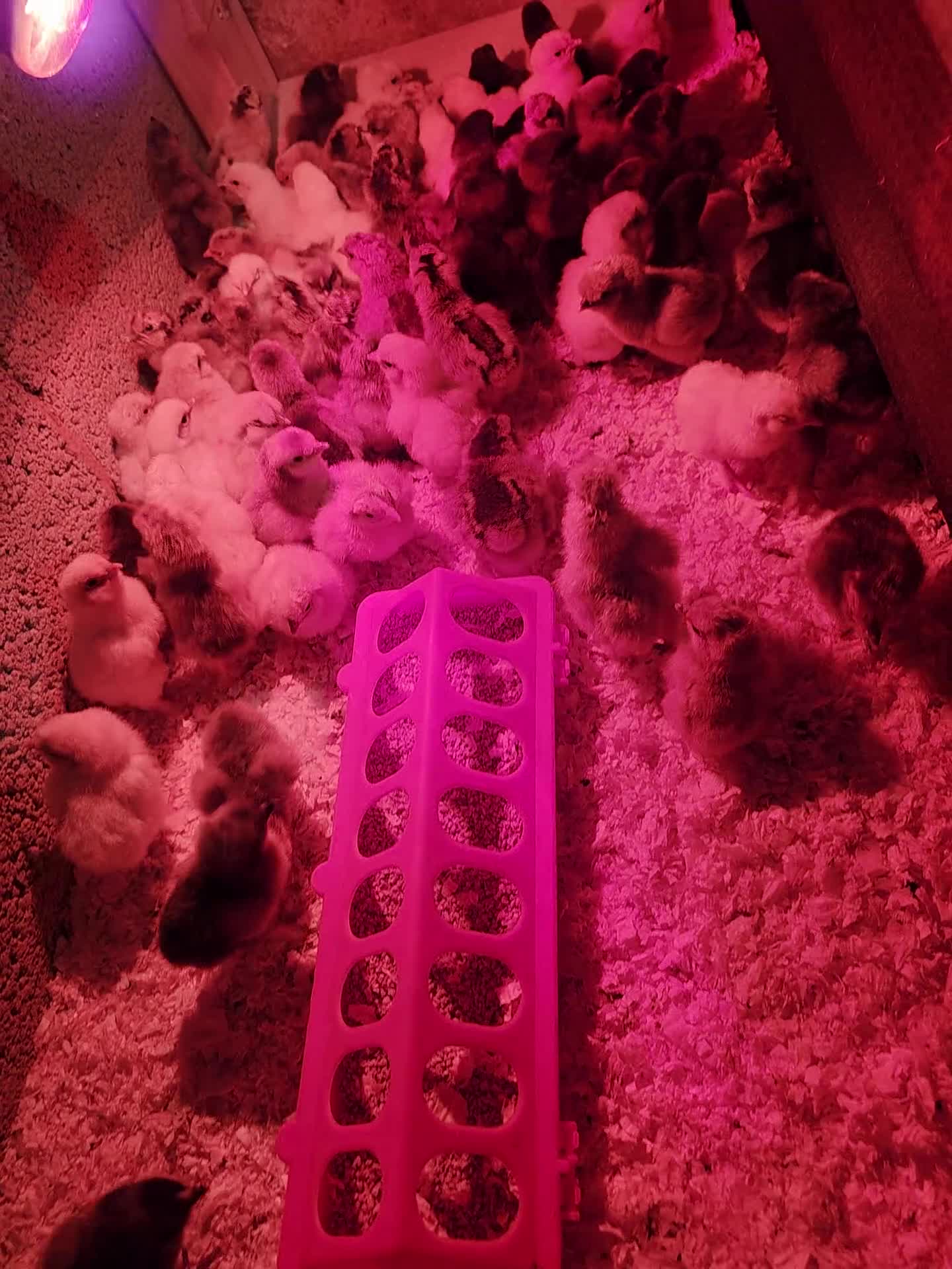 Chickens poultry for sale: Farm Chicks , Adult Layers & Cockerels 12 Breeds - Video 1