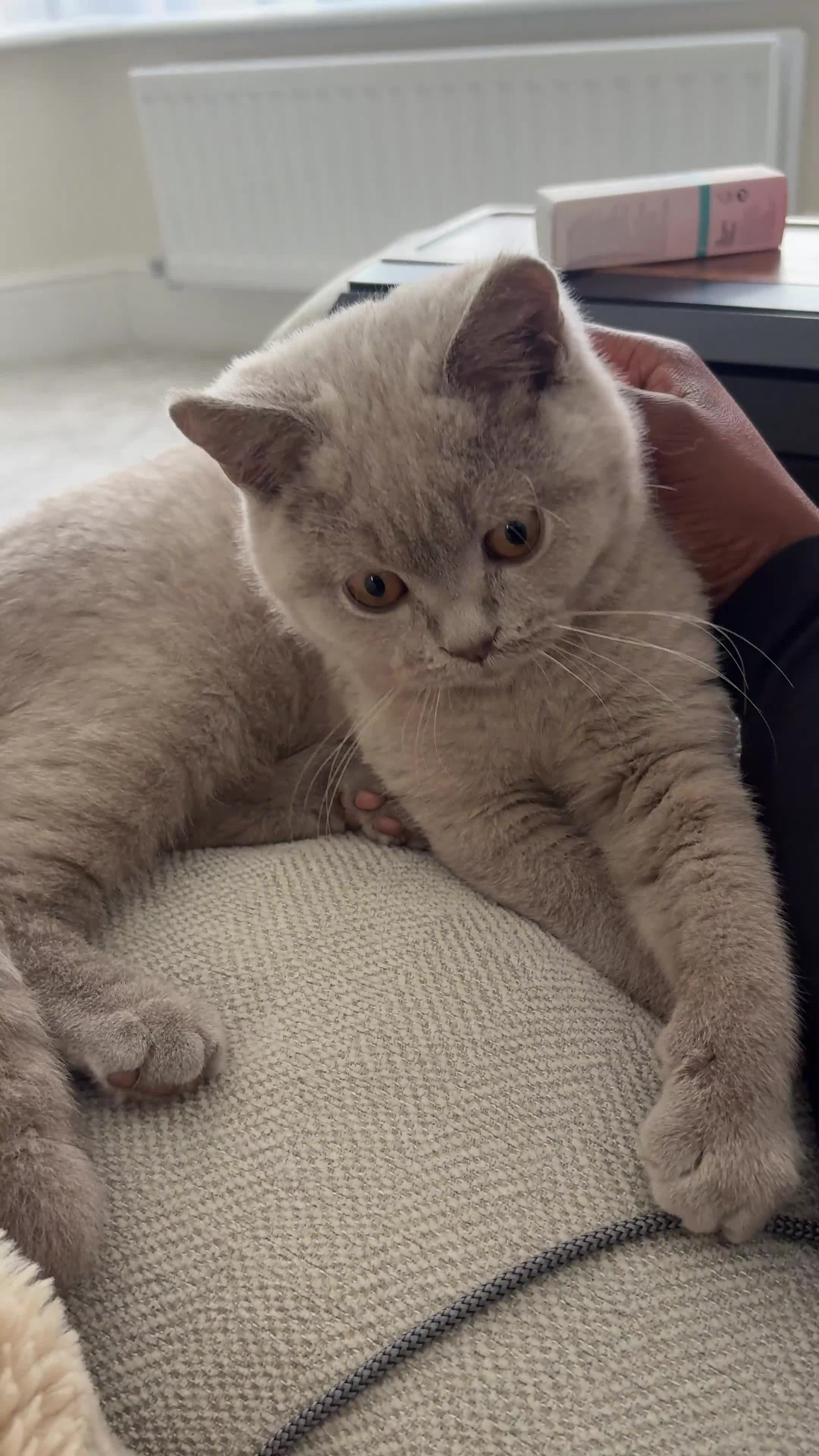British Shorthair cats for sale: Lilac British Shorthair Boy - TICA ⭐ - Video 1