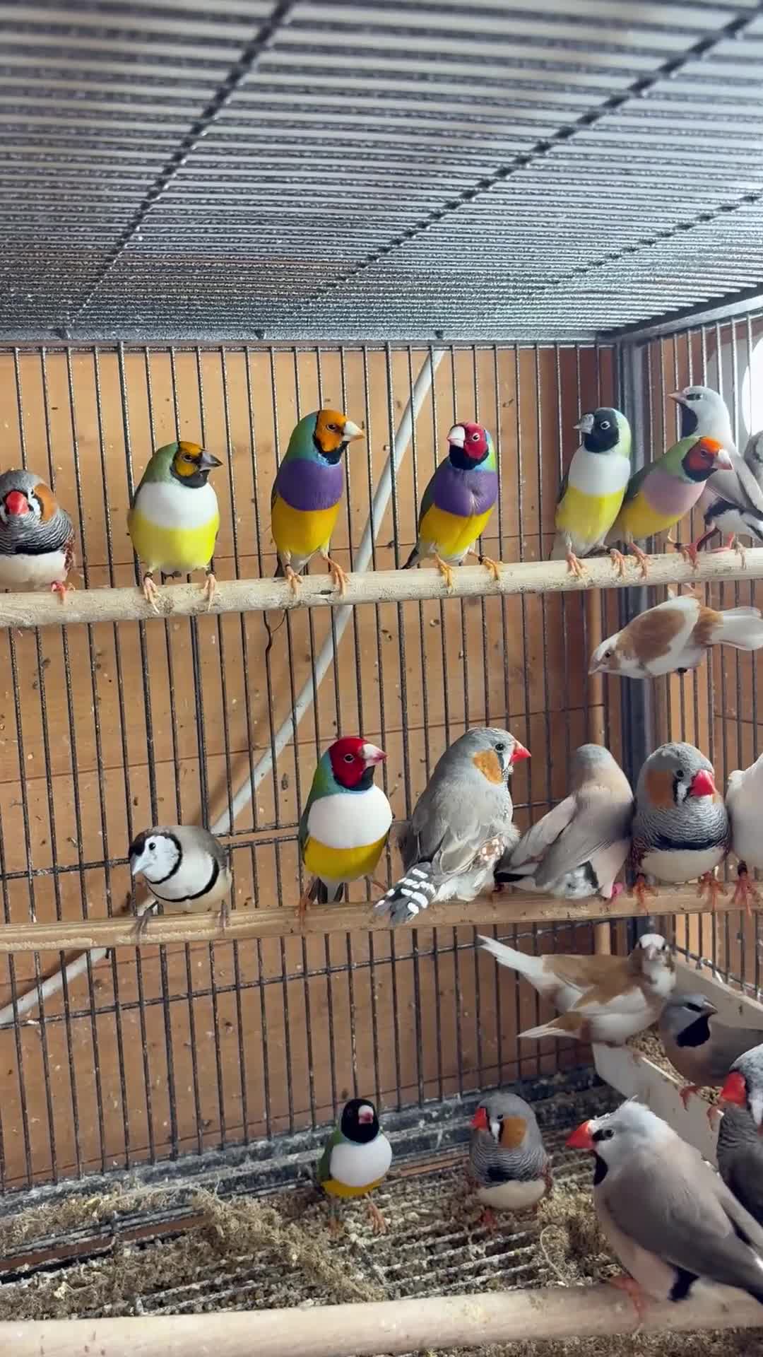 Finches birds for sale: Stunning Gouldian pairs  - Video 1