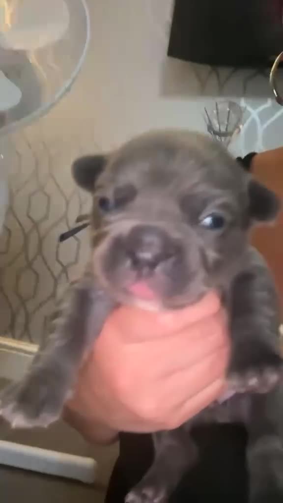 French Bulldog dogs for sale: aa blues lilacs  Frenchie pups  - Video 2