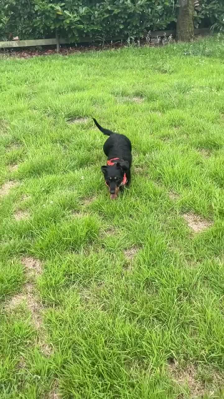 Dachshund dogs for sale: Lollie the Dachshund ⭐ - Video 2
