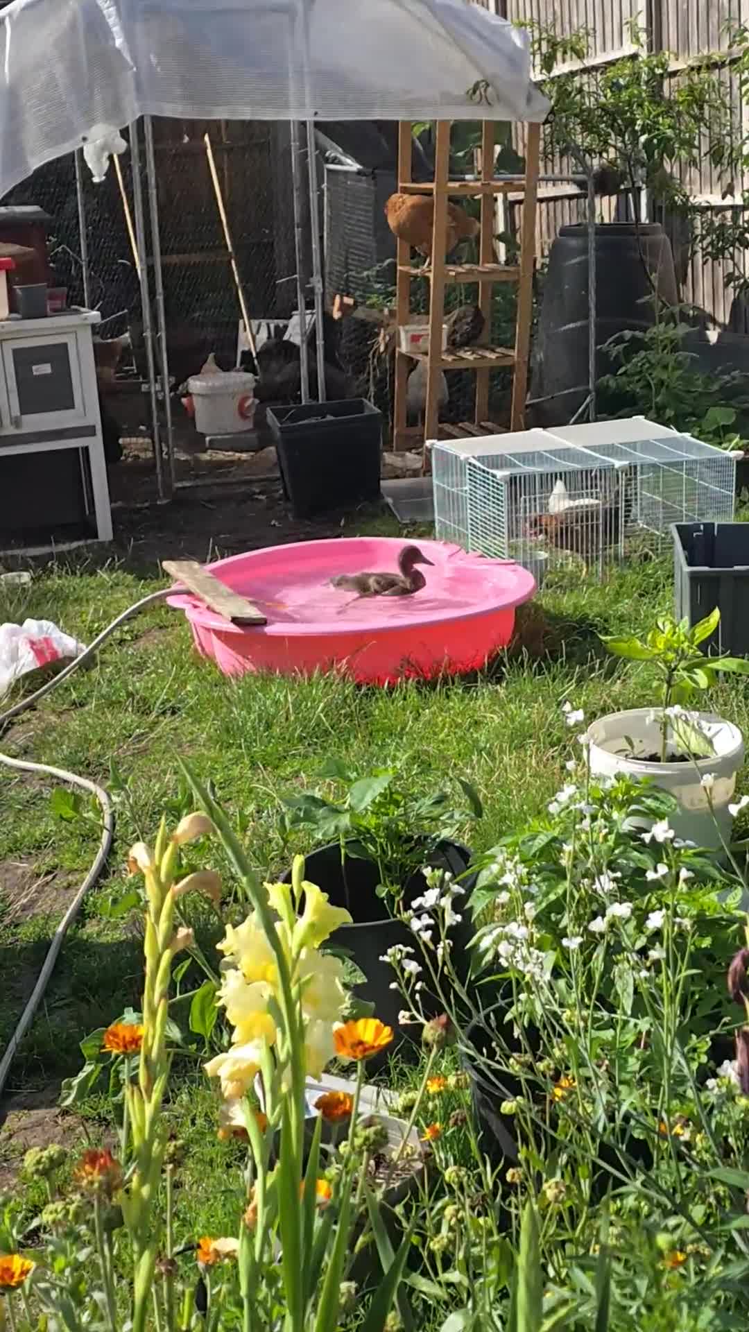 Ducks poultry for sale: duck for sale  - Video 1
