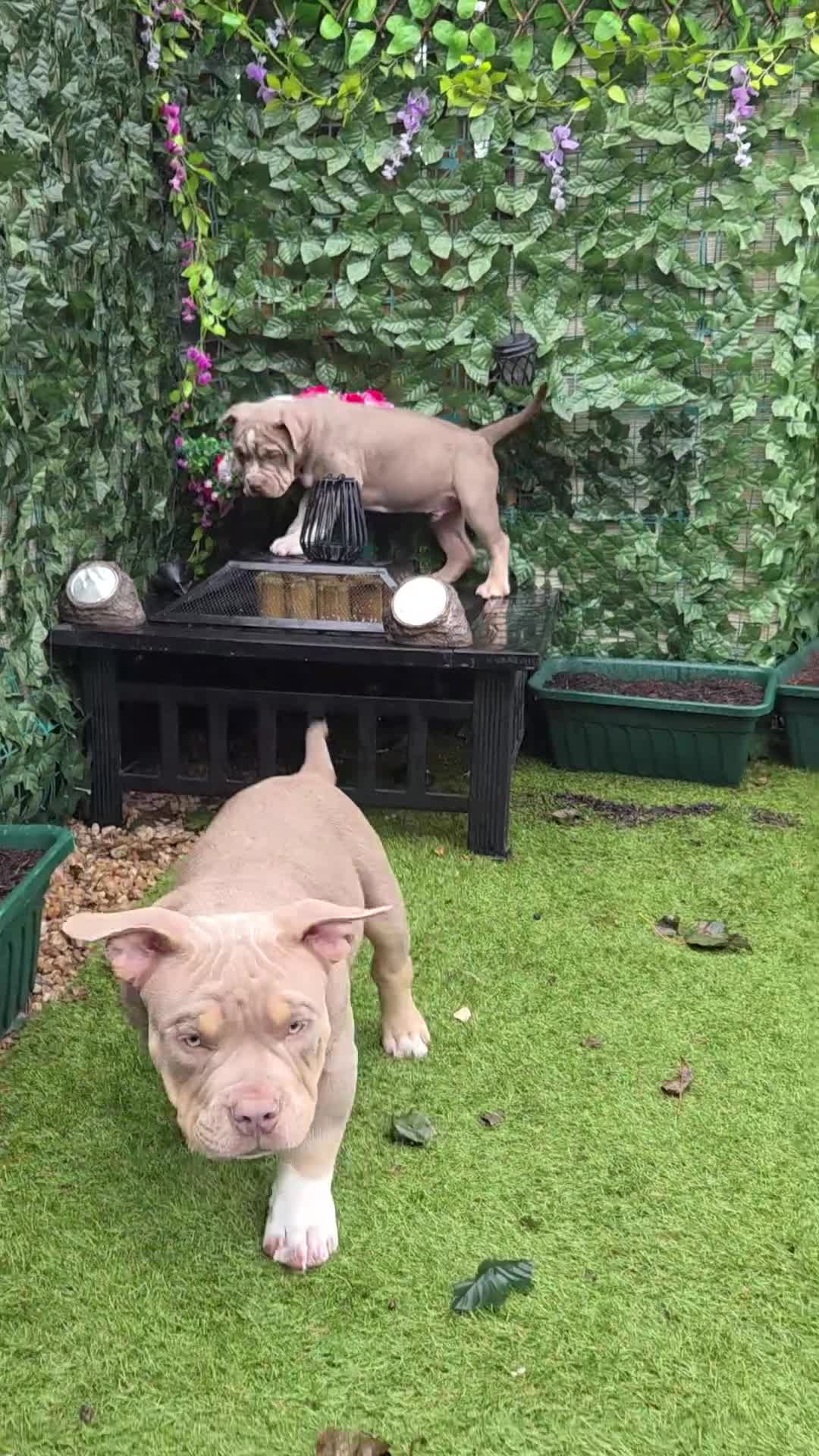 American Bully dogs for sale: Pocket Bully  - Video 3