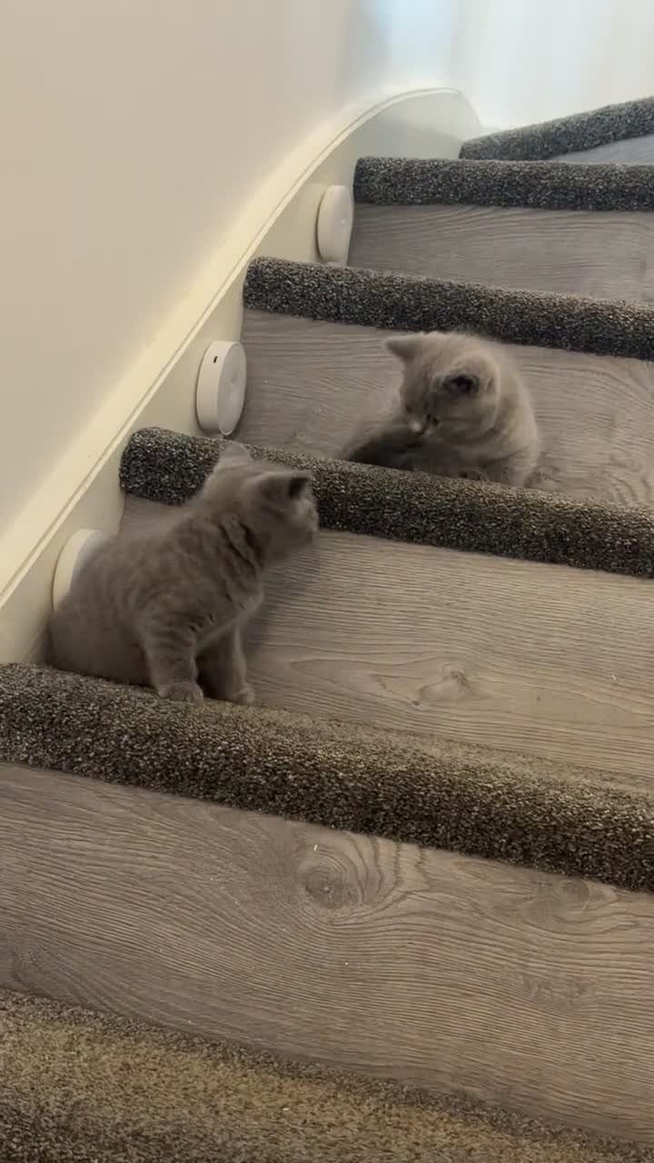 British Shorthair cats for sale: 3 male British Shorthairs - Video 2