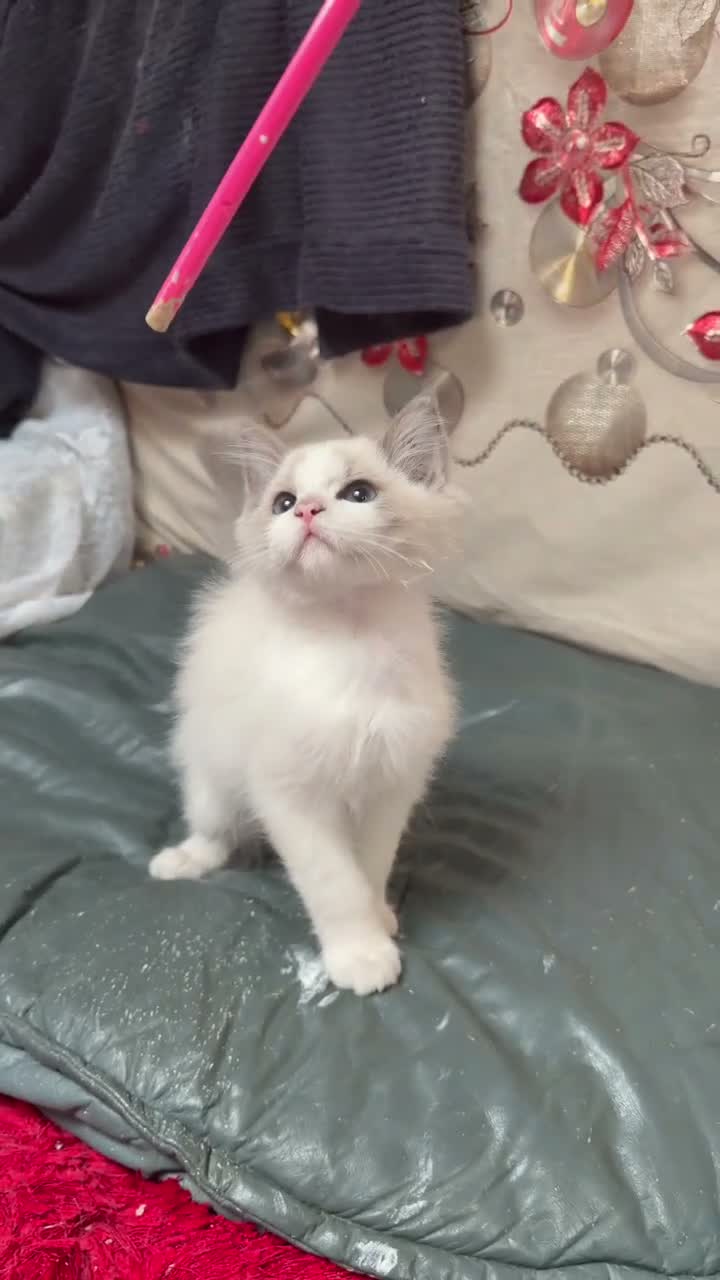 Ragdoll cats for sale: 2 left beautiful ragdoll male kittens - Video 1