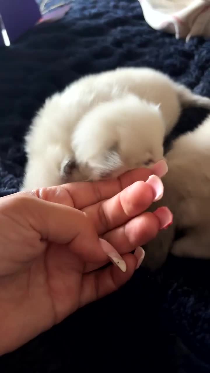 Ragdoll cats for sale: 3 STUNNING BLUE RAGDOLL KITTENS  in Stalybridge - Video 2