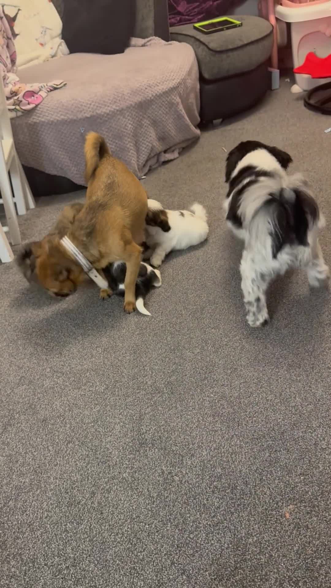 Mixed Breed dogs for sale: Beautiful pups looking for their forever home! - Video 1