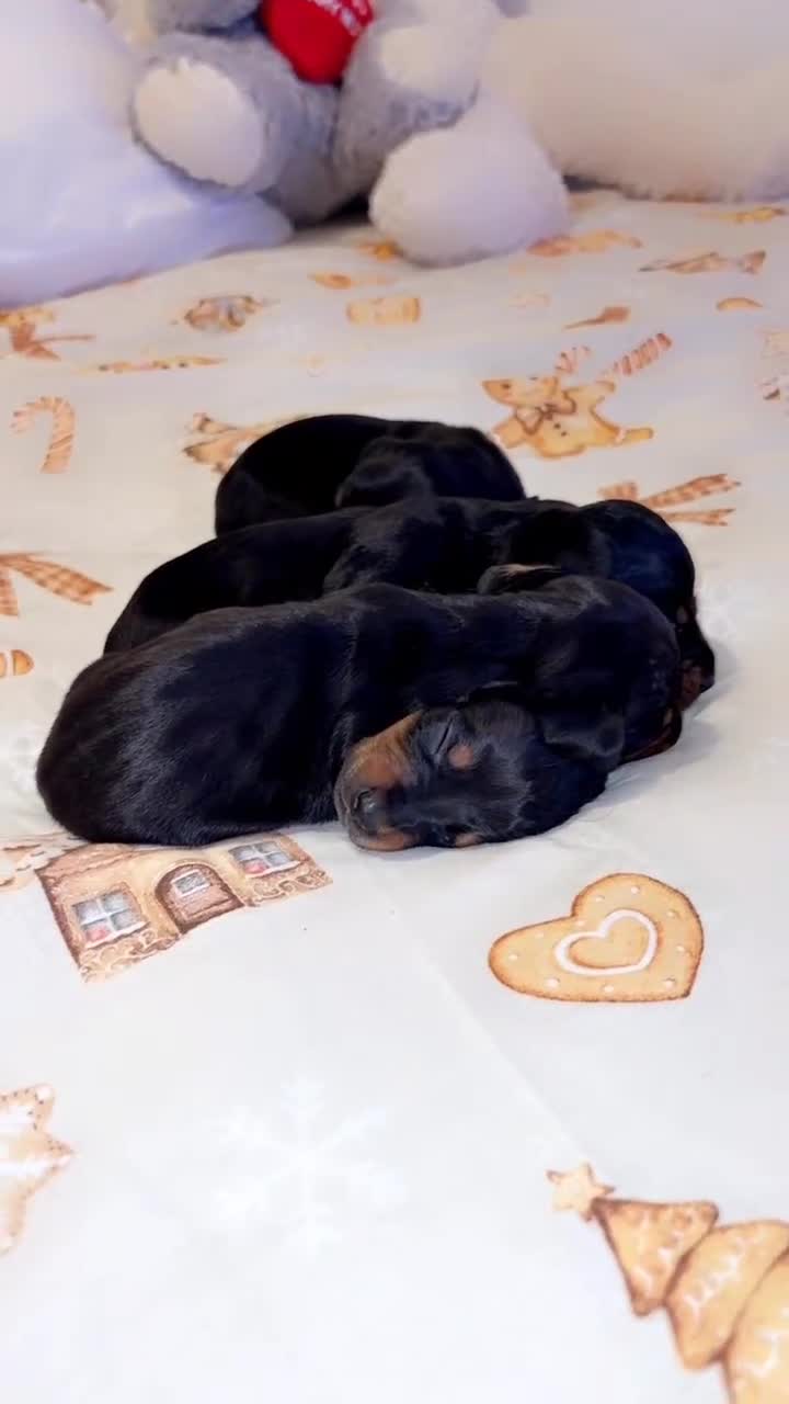 Miniature Dachshund dogs for sale: 6 Gorgeous Miniature Dachshunds for sale🩷💙 - Video 1