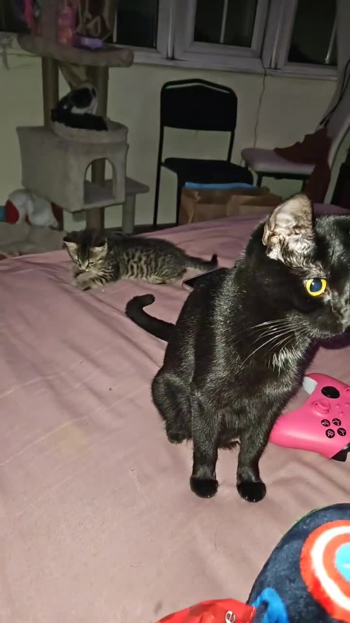 Mixed Breed cats for sale: Tabby - Video 1