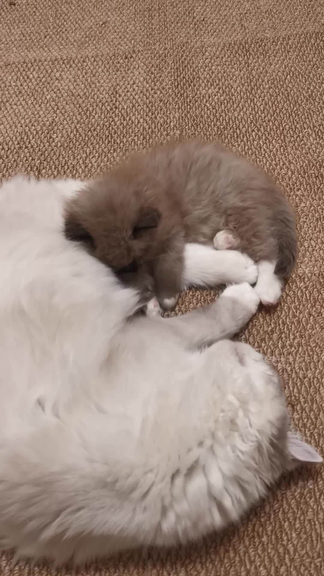 Ragdoll cats for sale: Stunning TICA Ragdoll Kittens - Mink, Sepia,  - Video 1