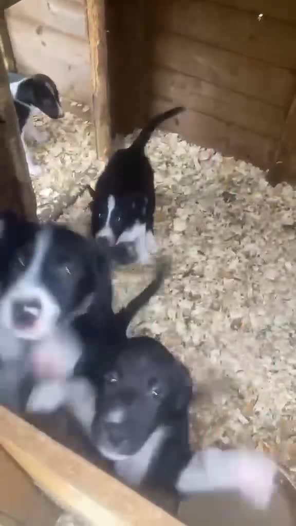 Border Collie dogs for sale: Black & White Border Collie Puppies in Bishop's Stortford - Video 1