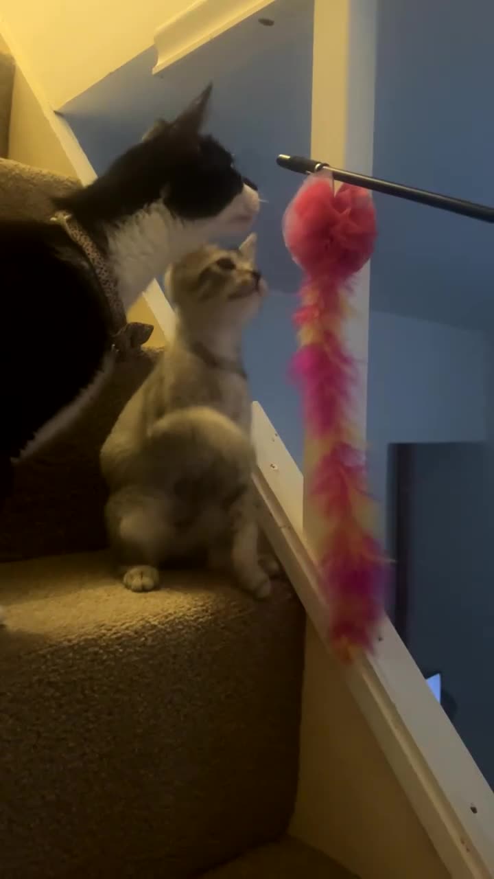 Mixed Breed cats for sale: Ragdoll X British Short Hair - Video 2