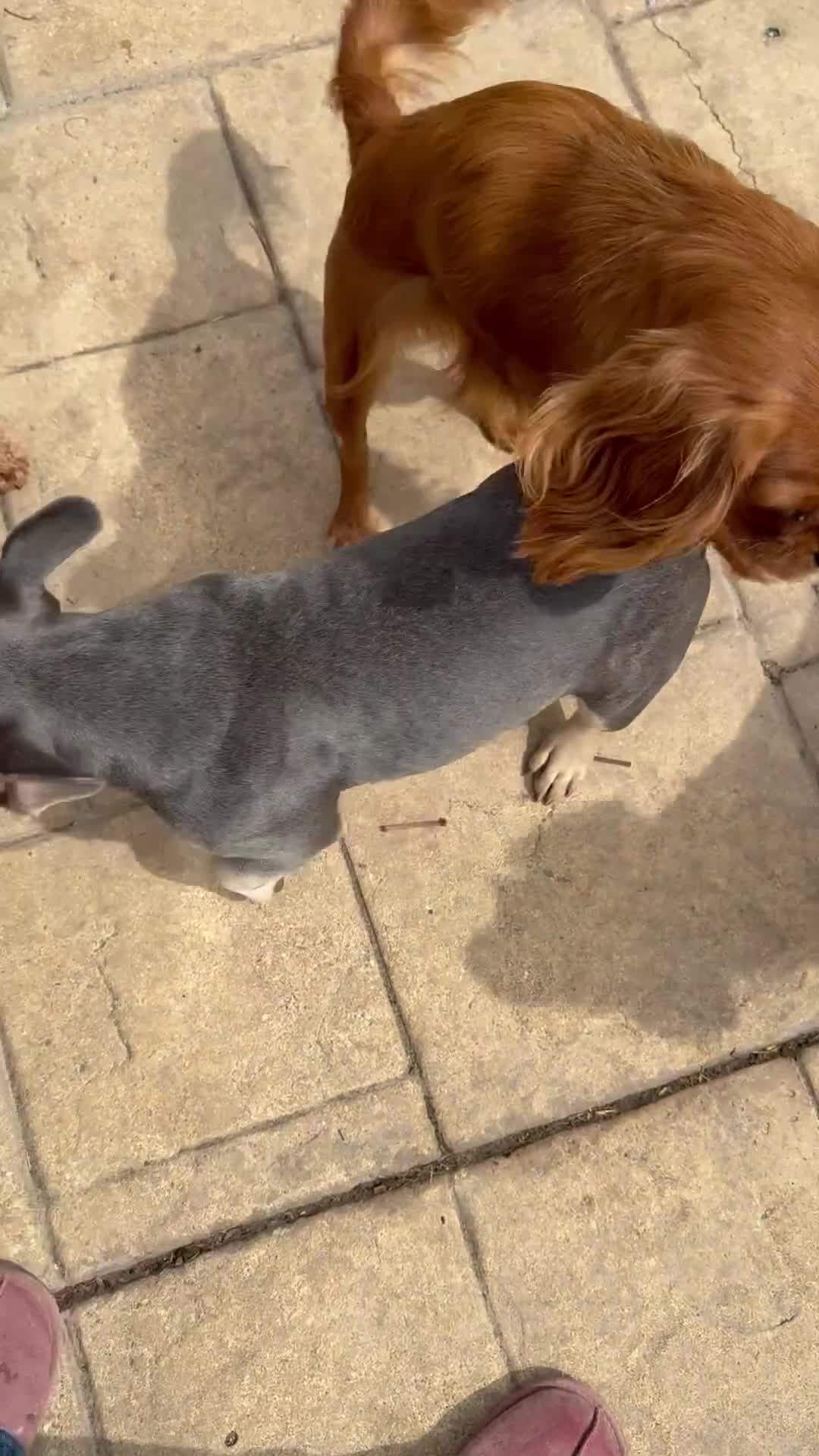 French Bulldog dogs for sale: 7 month old Frenchie girls - Video 1