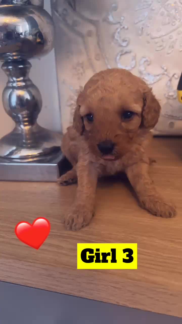 Miniature Poodle dogs for sale: KCREG miniature poodle puppies  - Video 3