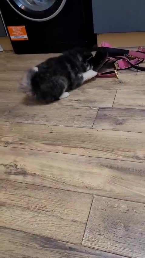 Pomsky dogs for sale: Pomsky Puppies - Video 3