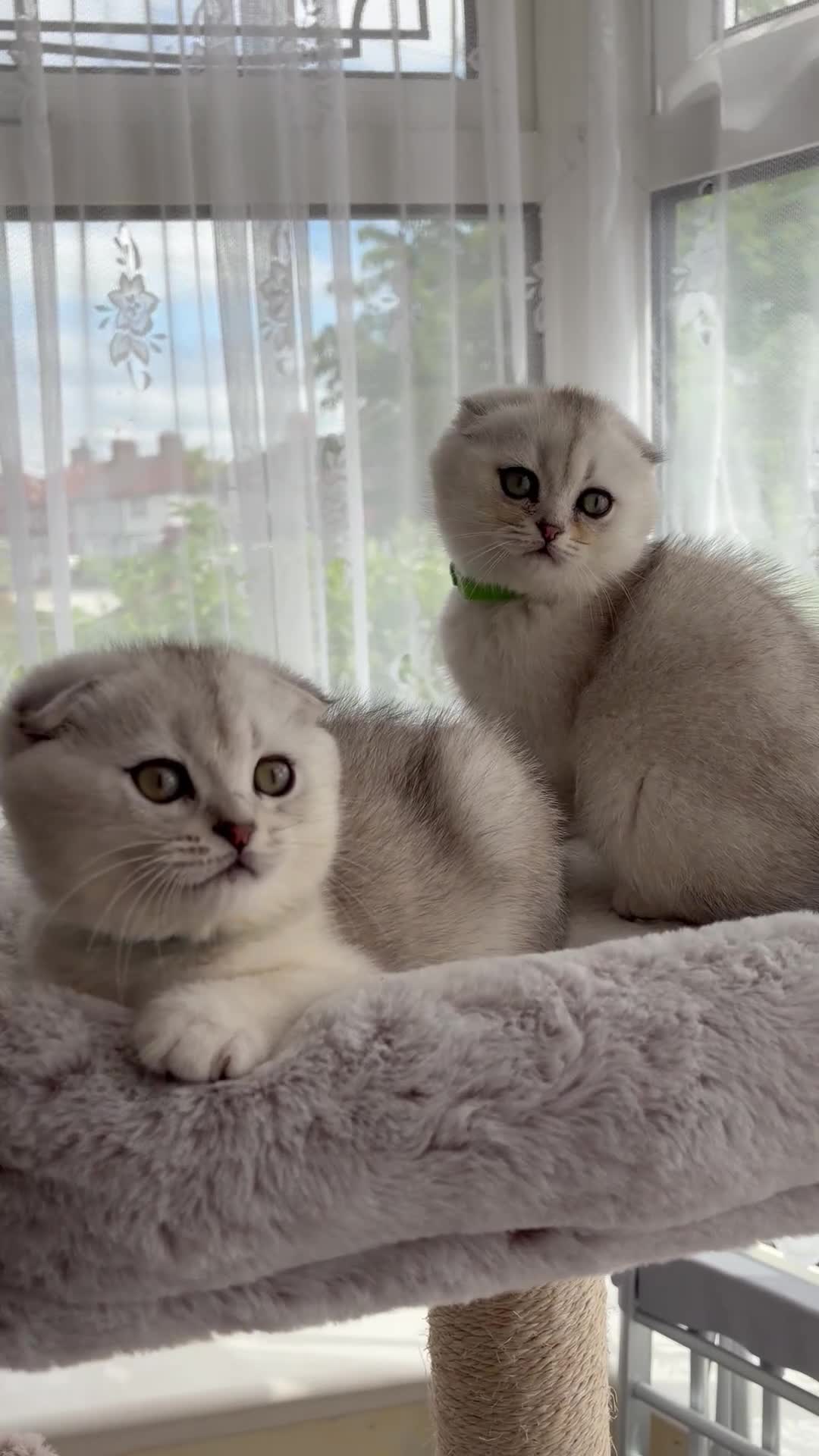 Scottish Fold cats for sale: Adorable Scottish Fold Kitten - Video 3