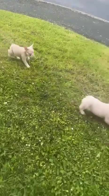 French Bulldog dogs for sale: Caramel pink miniature French bulldogs in Holyhead - Video 1