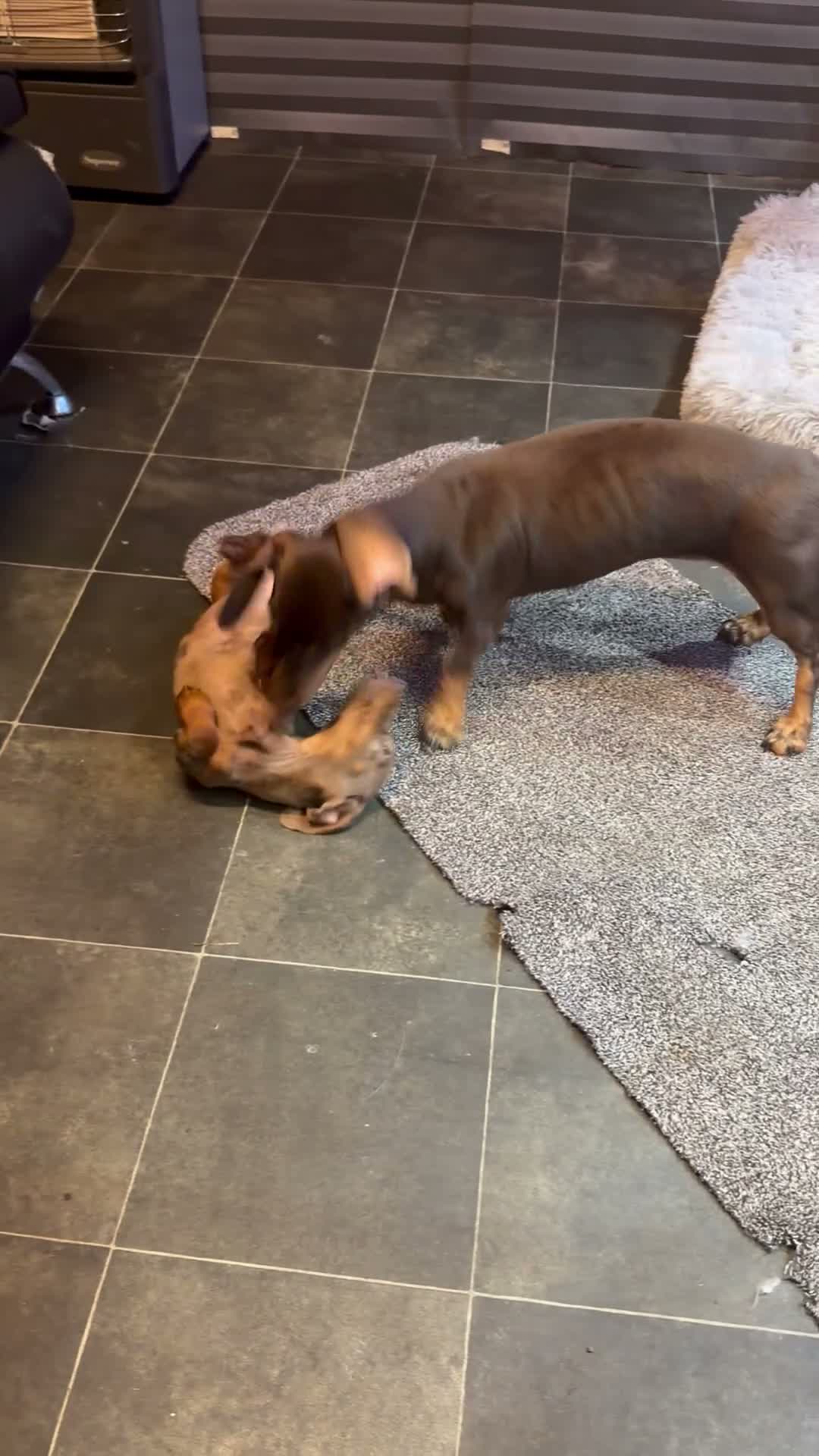 Dachshund dogs for sale: 3 beautiful Dashound pups  - Video 1