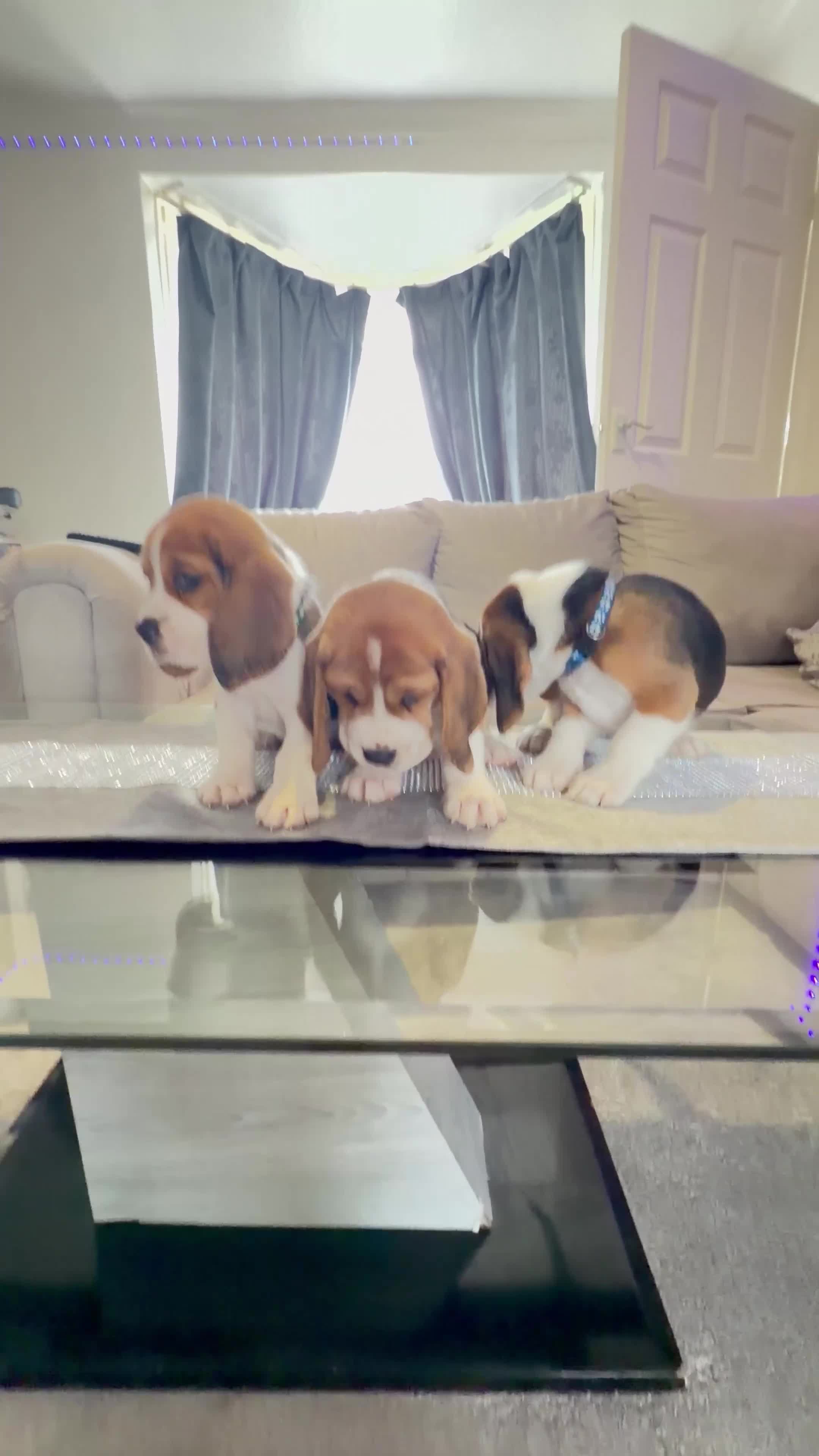 Beagle dogs for sale: 💞BEAUTIFUL BEAGLE PUPPIES 💞 - Video 3
