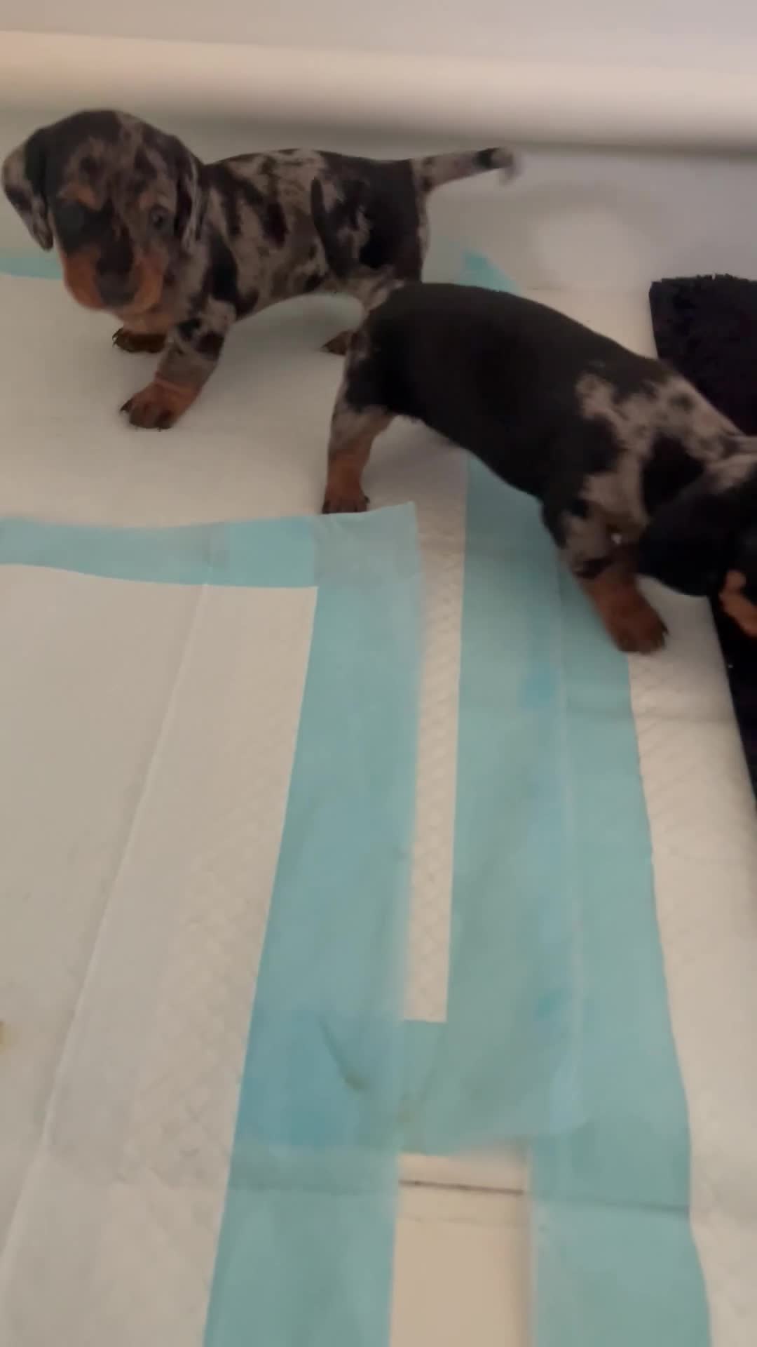 Dachshund dogs for sale: Beautiful Litter Standard Smooth Dachshunds - Video 1