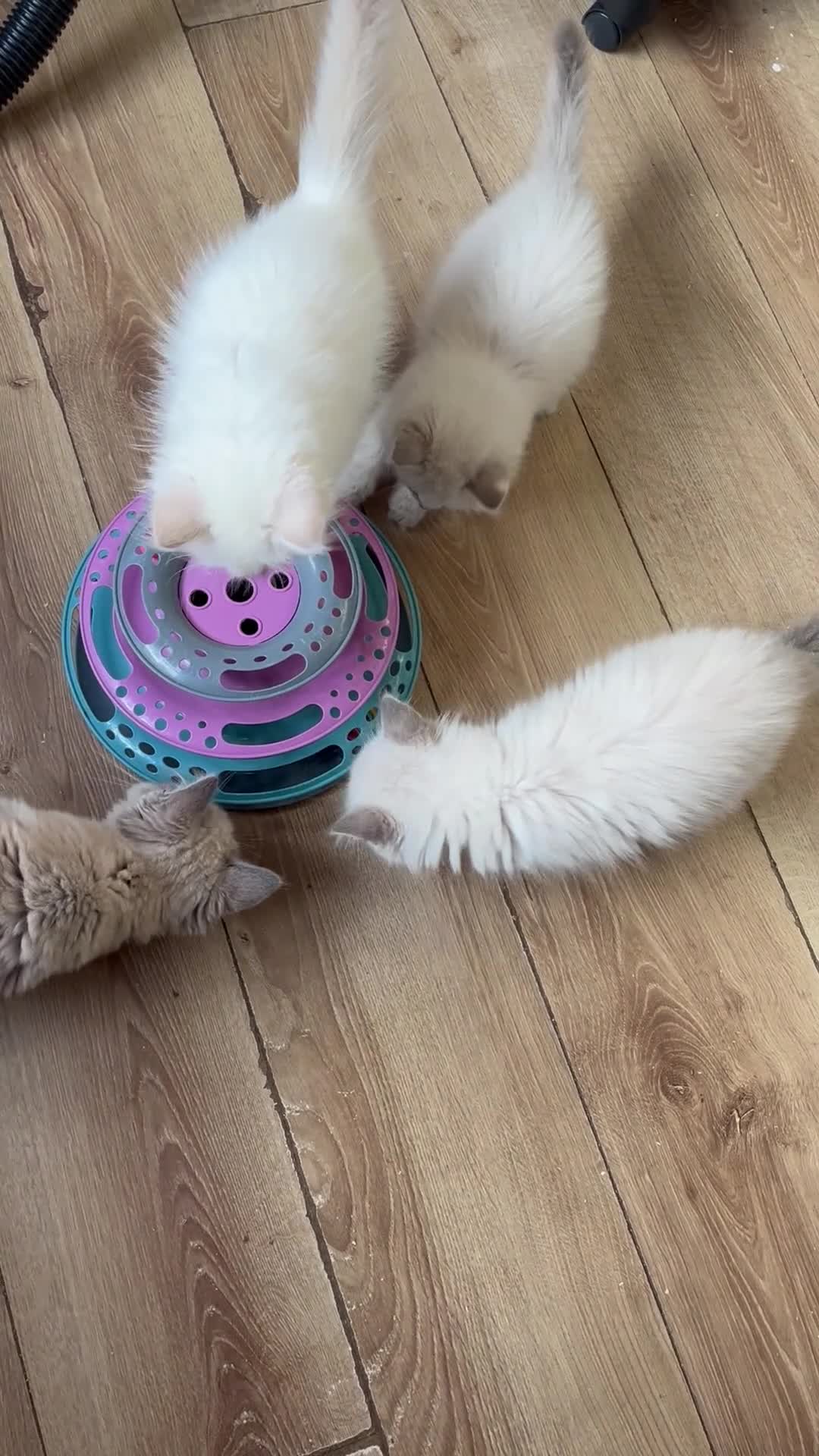 Ragdoll cats for sale: Gccf ragdoll kittens  - Video 1