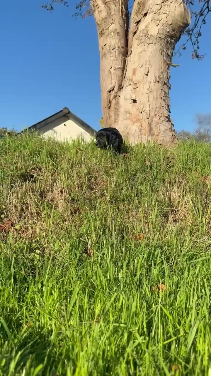 Cocker Spaniel dogs for sale: Cocker spaniels puppies for sale - Video 3