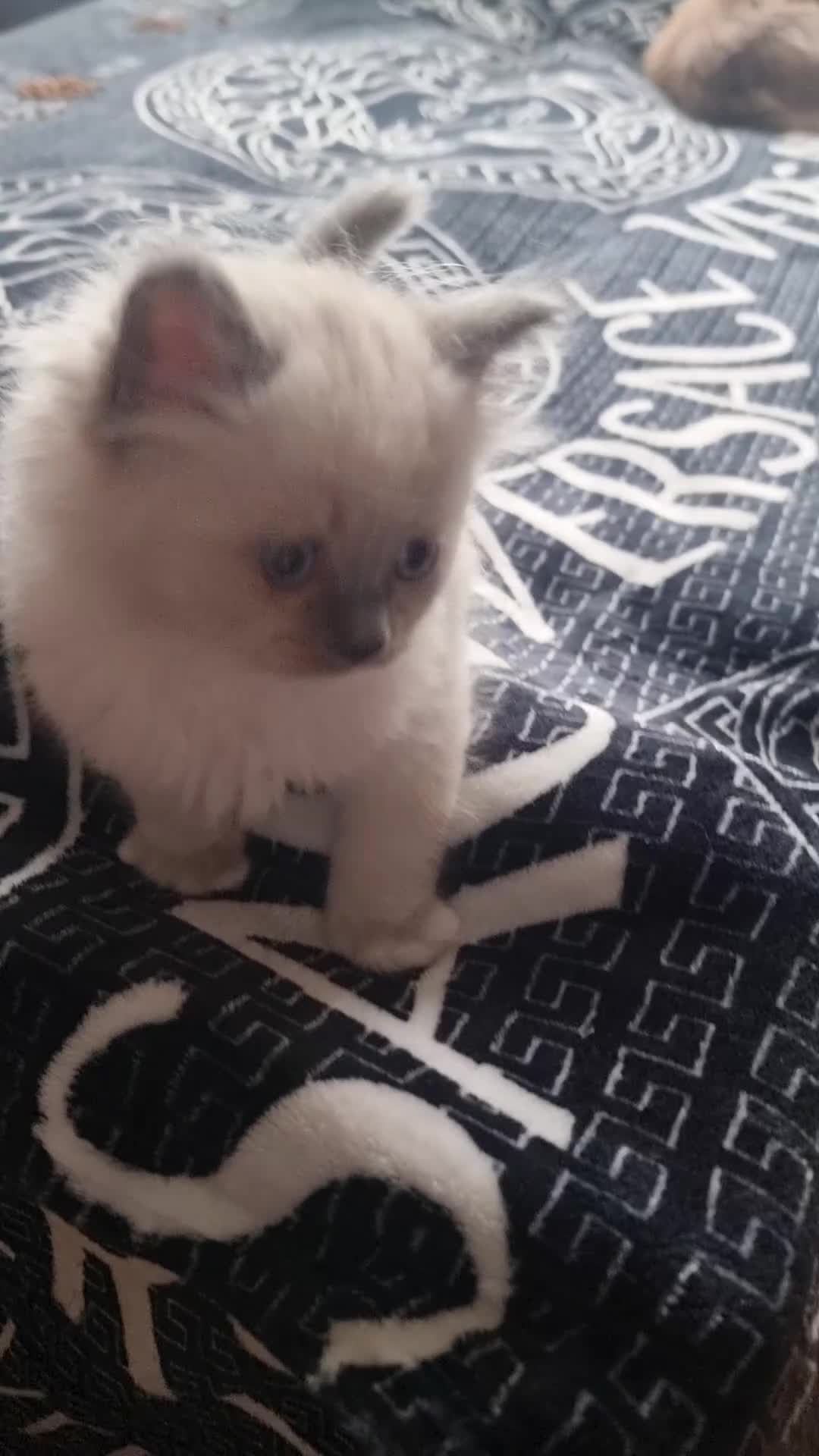 Ragdoll cats for sale: Ragdoll - Video 2