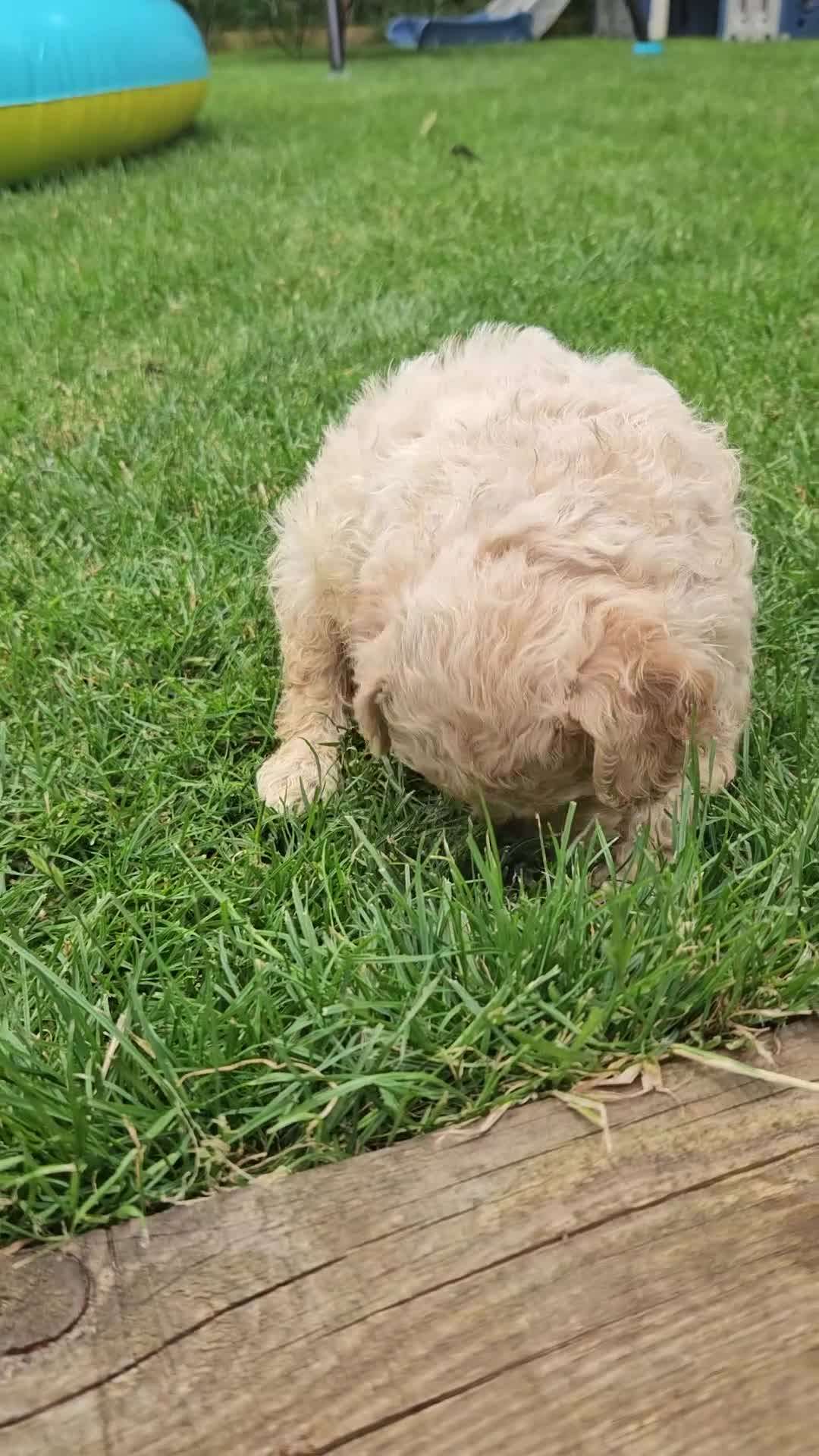 Mini Goldendoodle dogs for sale: The Mini Moo Crew F2B Miniature Goldendoodle Pups - Video 3