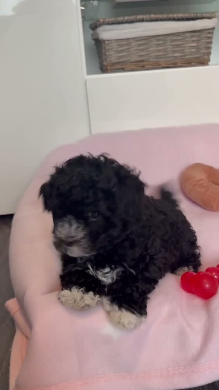 Maltipoo dogs for sale: Gorgeous Maltipoo Boy 💖💖💖 - Video 2