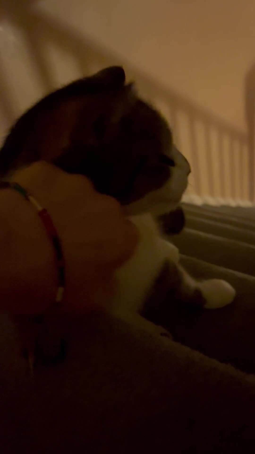 Mixed Breed cats for adoption: 3 legged rescue cat Spot is held back by nothing in Hook - Video 1