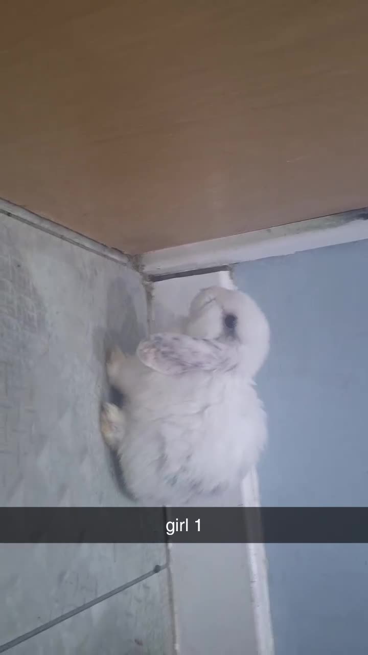 Mini Lop rabbits for sale: 5 beautiful mini lops, 3 boys, 2 girls - Video 4