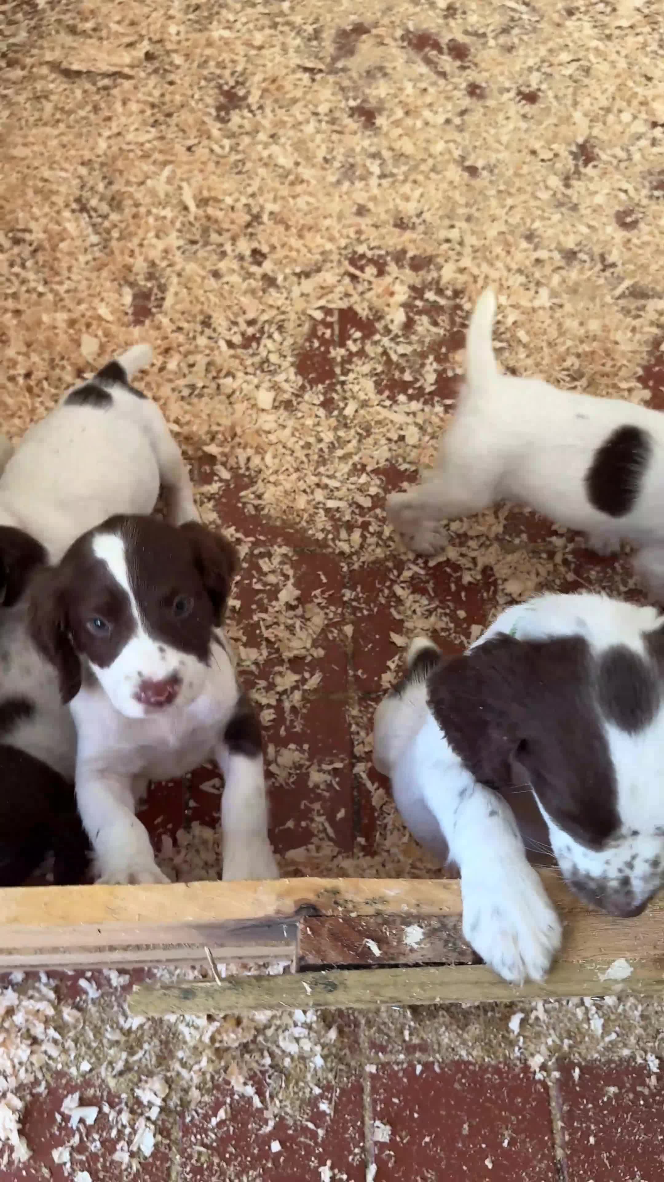 English Springer Spaniel dogs for sale: Springer spaniel puppies - Video 2