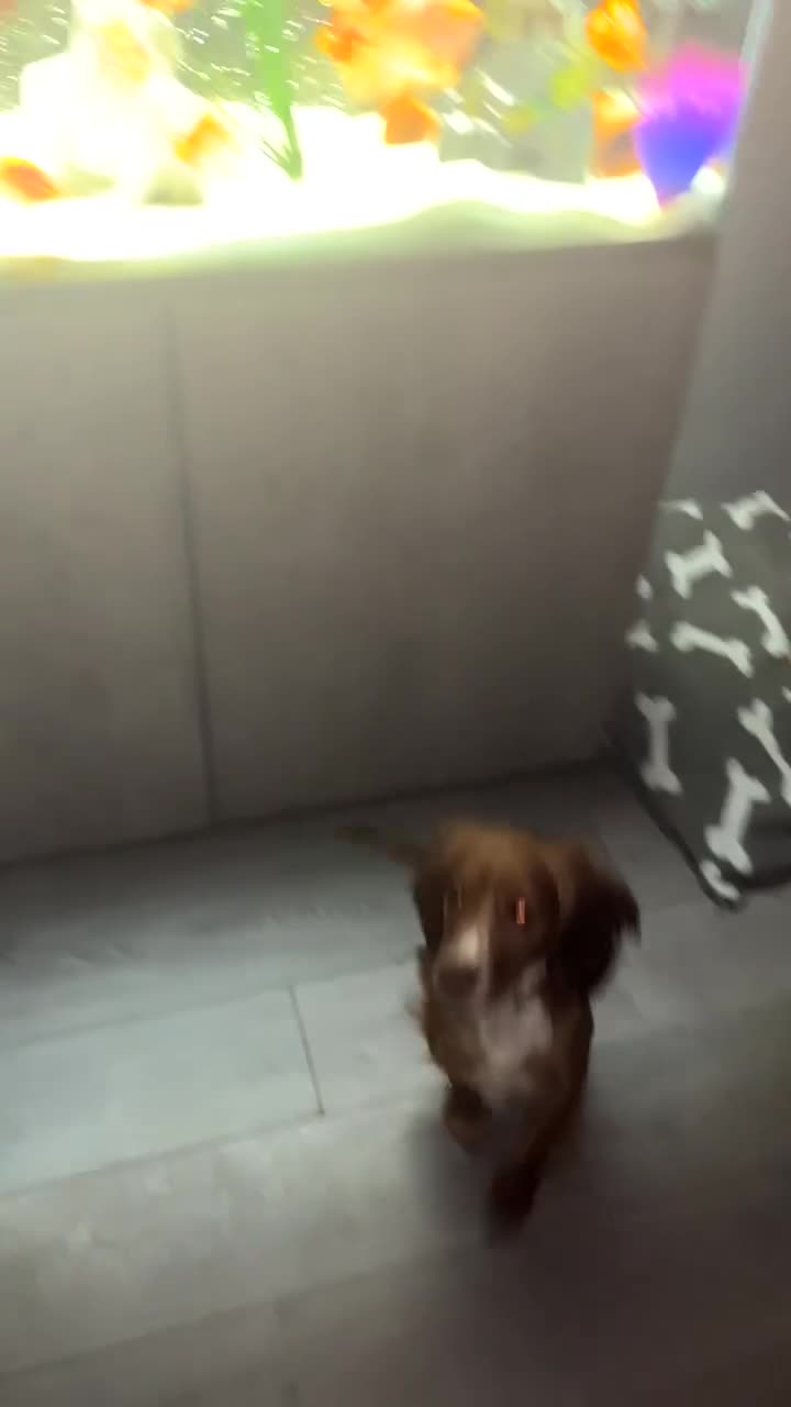 Cocker Spaniel dogs for sale: Cocker spaniel - Video 1